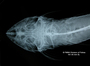 Loricaria filamentosa seminuda FMNH 55113 2 synt dvh x